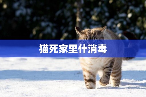 貓死家里什消毒