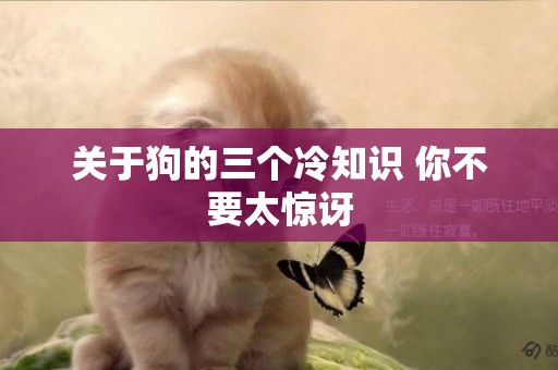 關于狗的三個冷知識 你不要太驚訝