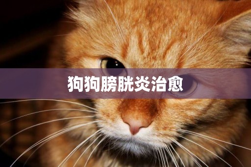 狗狗膀胱炎治愈