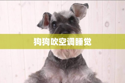 狗狗吹空調睡覺