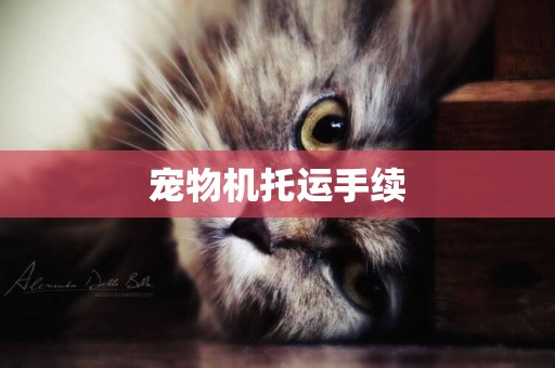 寵物機托運手續