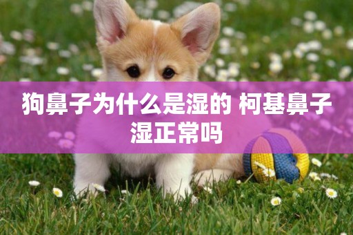 狗鼻子為什么是濕的 柯基鼻子濕正常嗎