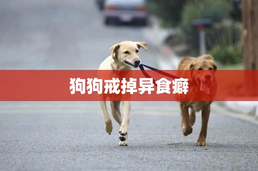 狗狗戒掉異食癖