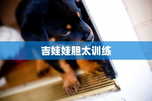 吉娃娃膽太訓練