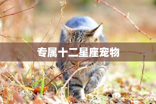 專屬十二星座寵物