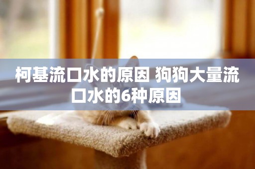 柯基流口水的原因 狗狗大量流口水的6種原因 