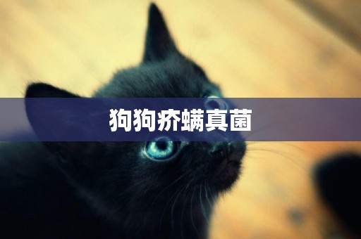狗狗疥螨真菌