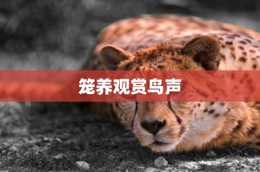 籠養觀賞鳥聲