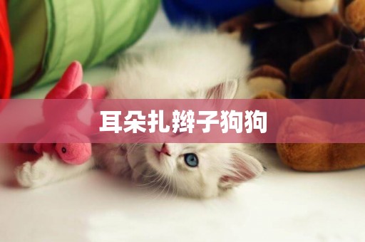 耳朵扎辮子狗狗