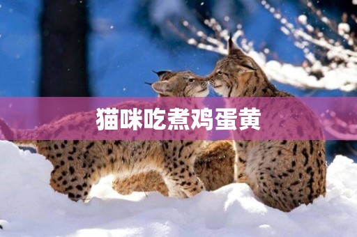 貓咪吃煮雞蛋黃
