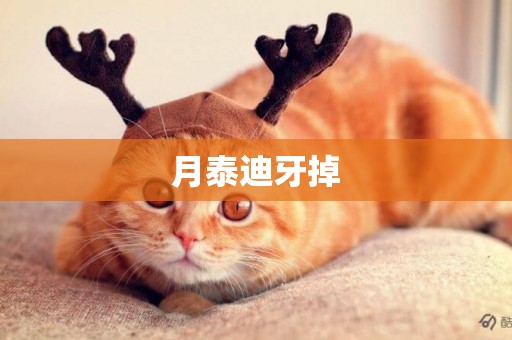月泰迪牙掉