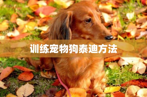 訓練寵物狗泰迪方法