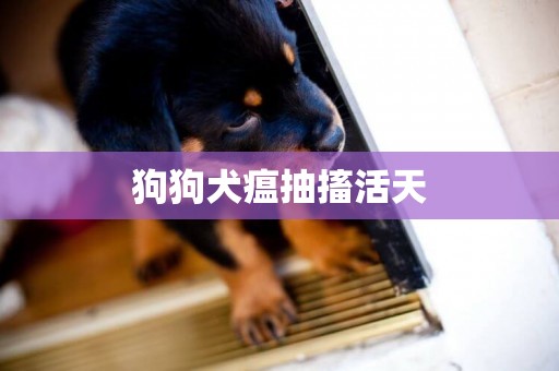 狗狗犬瘟抽搐活天