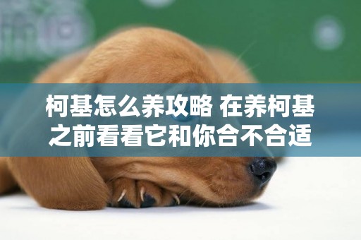 柯基怎么養攻略 在養柯基之前看看它和你合不合適