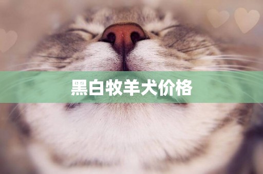黑白牧羊犬價格