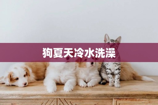 狗夏天冷水洗澡