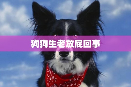 狗狗生老放屁回事