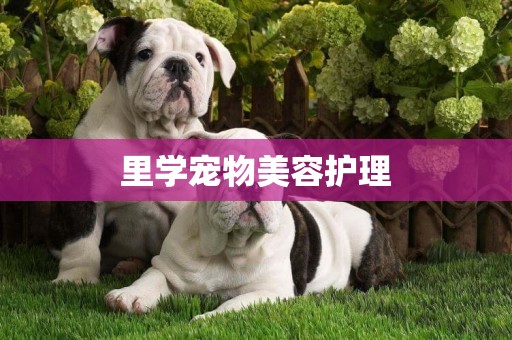 里學寵物美容護理