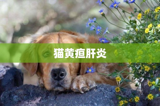 貓黃疸肝炎