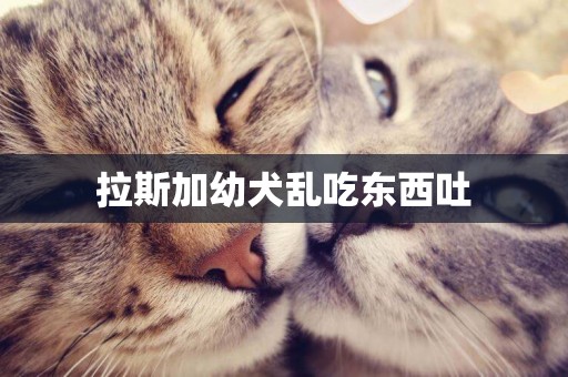 拉斯加幼犬亂吃東西吐