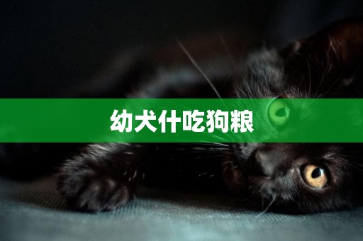 幼犬什吃狗糧