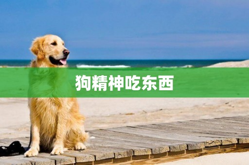 狗精神吃東西