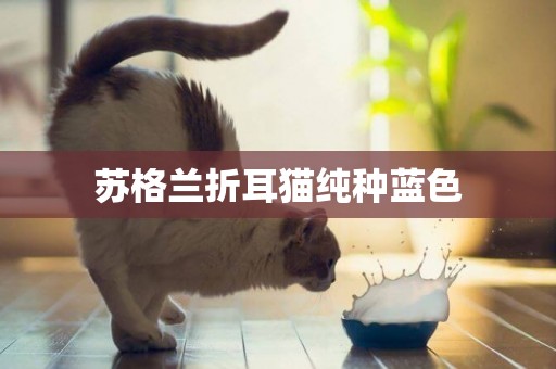 蘇格蘭折耳貓純種藍色