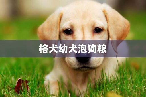 格犬幼犬泡狗糧