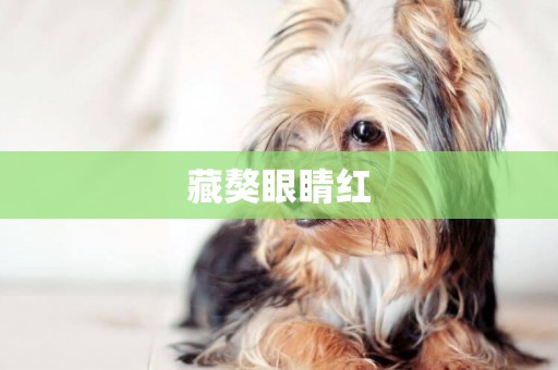 藏獒眼睛紅