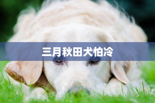三月秋田犬怕冷