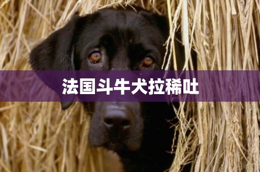 法國斗牛犬拉稀吐
