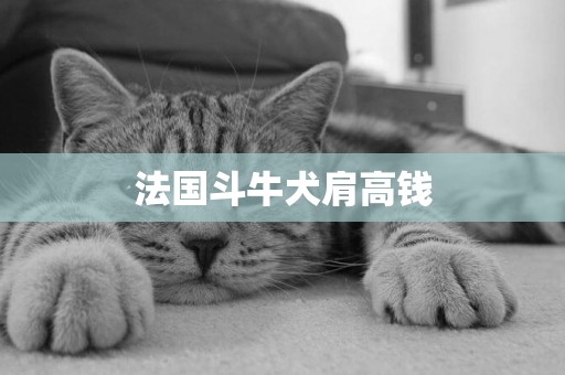 法國斗牛犬肩高錢