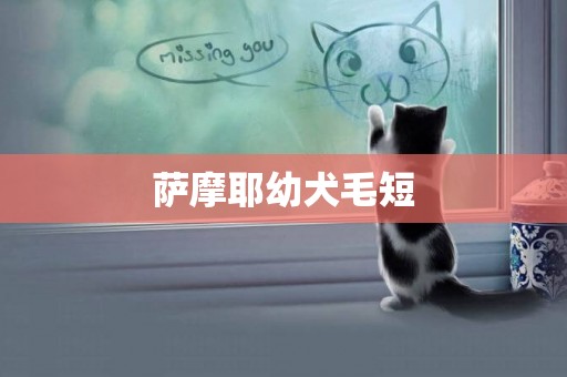 薩摩耶幼犬毛短