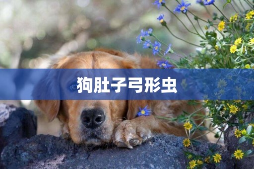 狗肚子弓形蟲