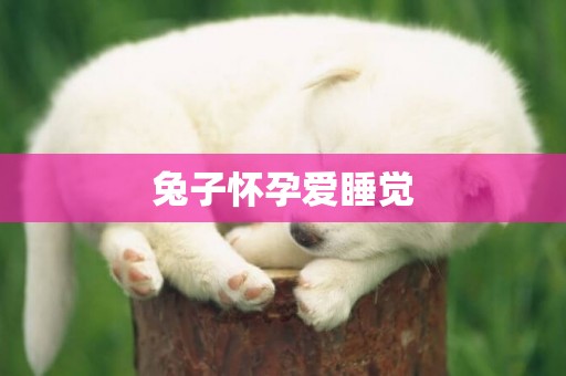 兔子懷孕愛睡覺