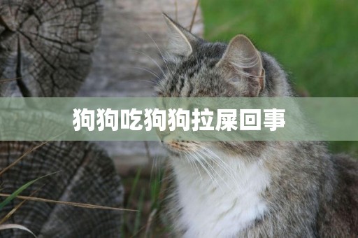 狗狗吃狗狗拉屎回事