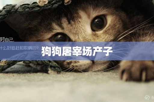 狗狗屠宰場產子