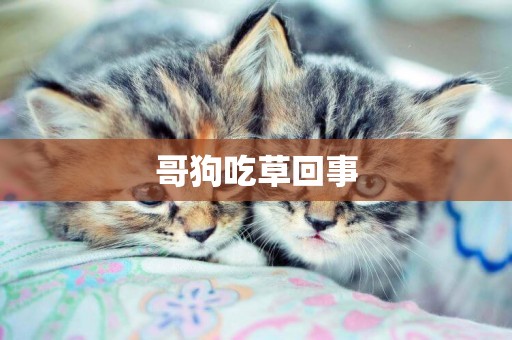 哥狗吃草回事