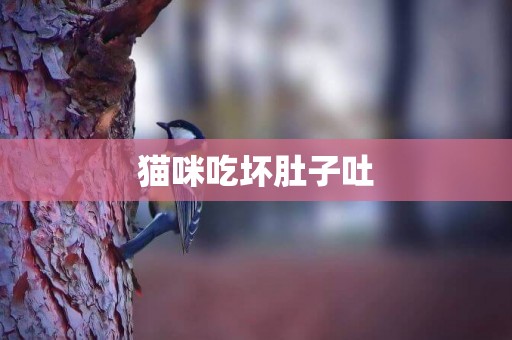 貓咪吃壞肚子吐