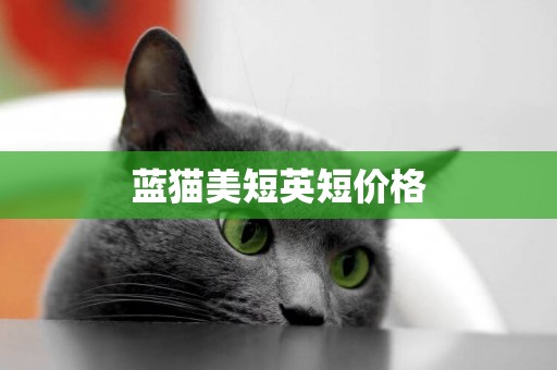 藍貓美短英短價格