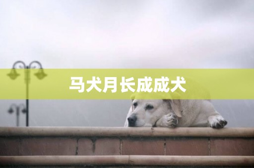馬犬月長成成犬
