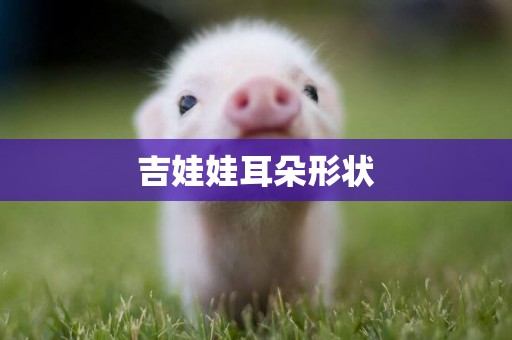 吉娃娃耳朵形狀