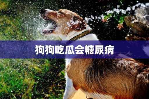 狗狗吃瓜會糖尿病