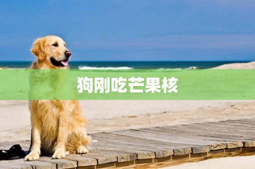 狗剛吃芒果核