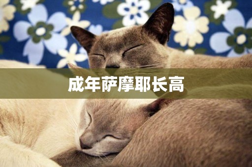 成年薩摩耶長高