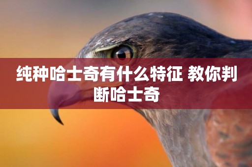 純種哈士奇有什么特征 教你判斷哈士奇