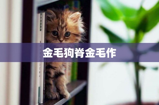 金毛狗脊金毛作