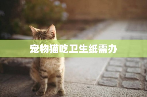 寵物貓吃衛生紙需辦