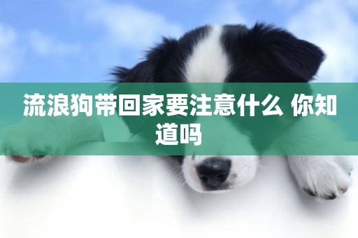 流浪狗帶回家要注意什么 你知道嗎