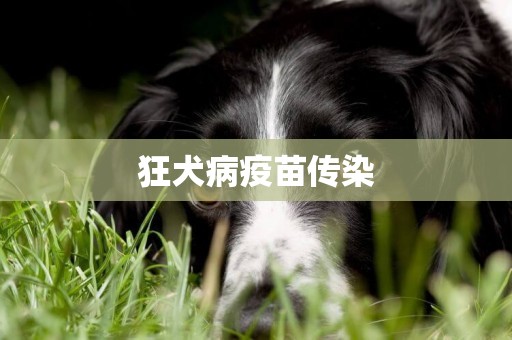 狂犬病疫苗傳染